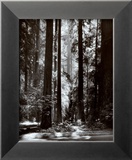 Redwoods  Founders Grove