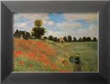 Wild Poppies