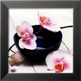 Orchid in a Bowl