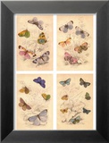 Jardini Butterflies