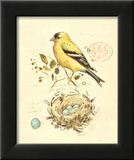 Gilded Songbird II