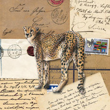 AFrica Cheetahs