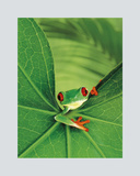Tree Frog