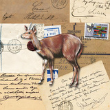 Africa Dik-Diks