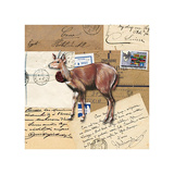 Africa Dik-Diks
