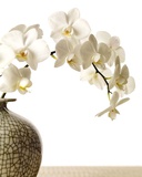 Orchid Branch