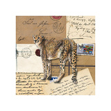 AFrica Cheetahs