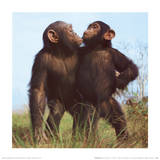 Chimpanzees