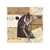 Africa Baboons