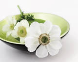 White Anemones