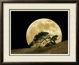 Windswept Live Oak Tree and Rising Full Moon at Night