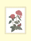 Hydrangea