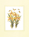 Orchids