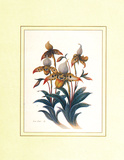 Orchids
