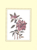 Rhododendron