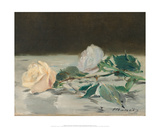 Two Roses on a Tablecloth  1882-83