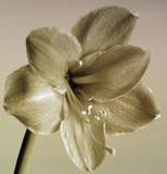 Amaryllis