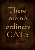 Ordinary Cat