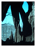 Burned Trees 11