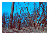 Burned Trees And A Sky