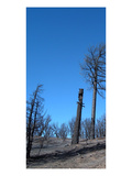 Burned Trees 1