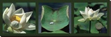 Lotus Blancs