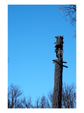 Tree Trunk Burned