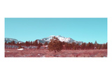 Mammoth Mountain