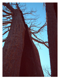 Burned Trees 6
