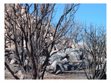 Burned Forest 4