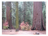 Sequoia Trees