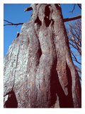 Black Tree