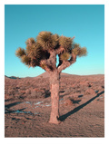 Joshua Tree