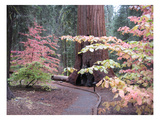 Sequoia Trees 2