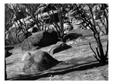 Burned Forest 8