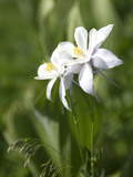 Rocky Mountain Columbine Wildflowers  Aquilegia Coerulea  in a Meadow
