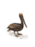 A Heavily-Oiled Brown Pelican at the Rehab Center at Fort Jackson
