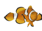 Acidified Water Impairs Clownfish Sense of Smell
