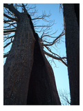 Burned Trees 7