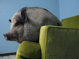 A Miniature Vietnamese Potbellied Pig Living As a Pet
