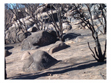 Burned Forest 7