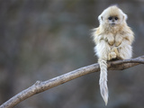 A Golden Snub-Nosed Monkey Infant Perches in a Highland Forest