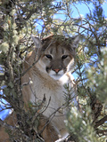 A Mountain Lion  Puma  or Cougar  Felis Concolor  Perched in a Tree