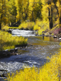 A Fly Fisherman Casts on Beautiful Autumn Day