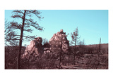 Burned Forest 2