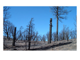 Burned Trees In California