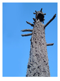 Burned Trees 4