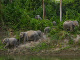 Protected Elephants Forage and Drink in Kaziranga National Park