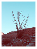Desert Plant