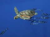 Trailed By Pilotfish  a Young Loggerhead Cruises Atlantic Waters Around the Azores